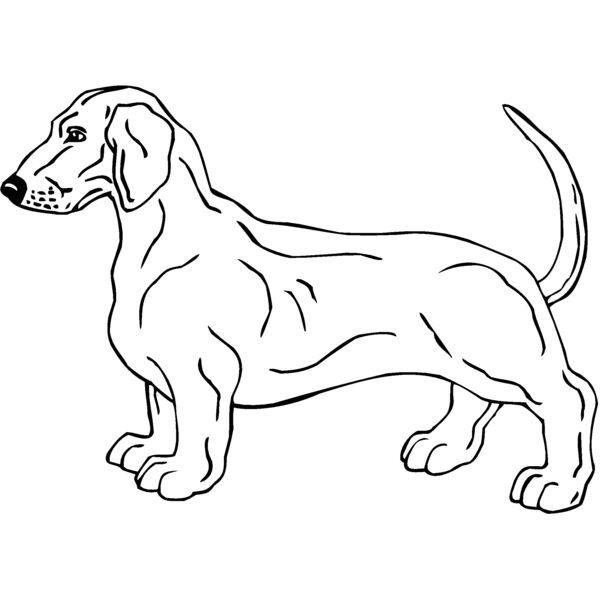 dashchund1 Thumbnail