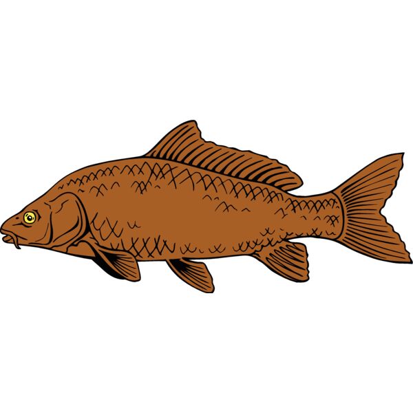fish carp Thumbnail